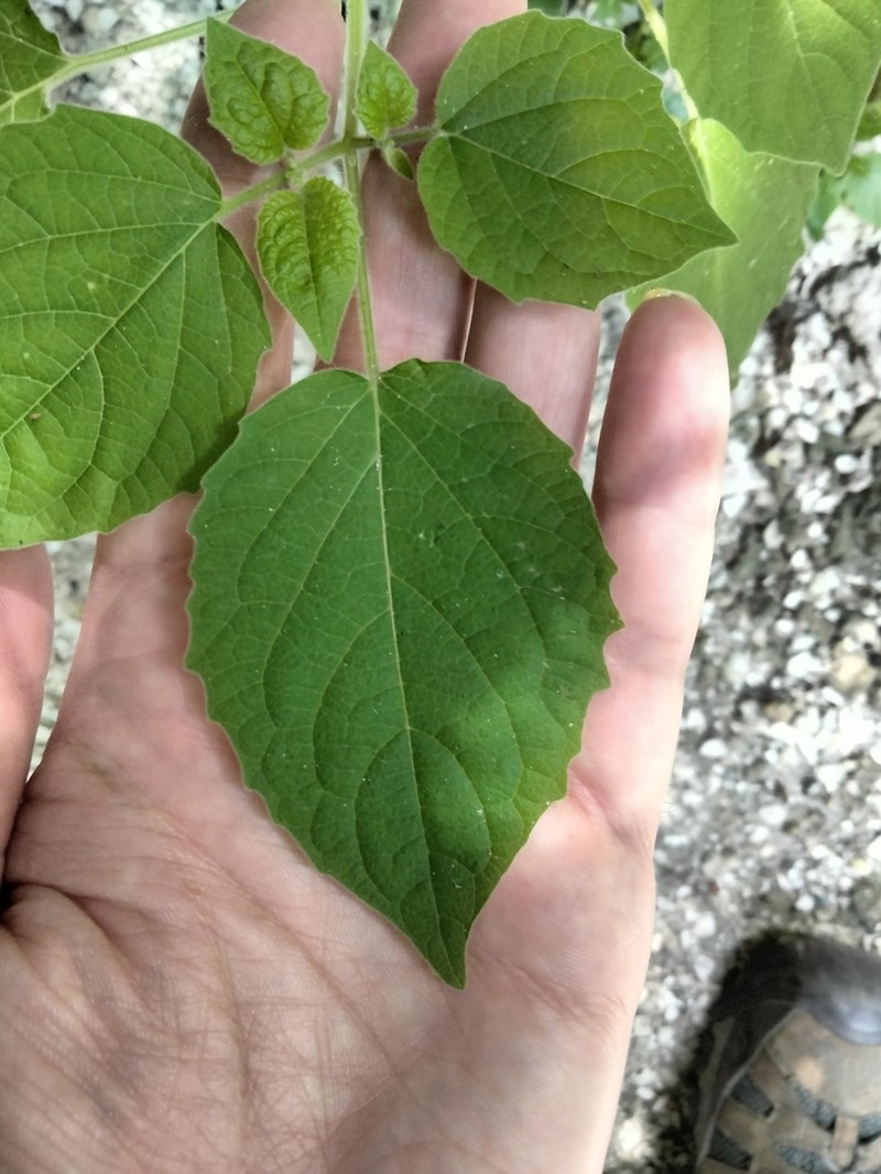 Chihuahuan Groundcherry photo 7