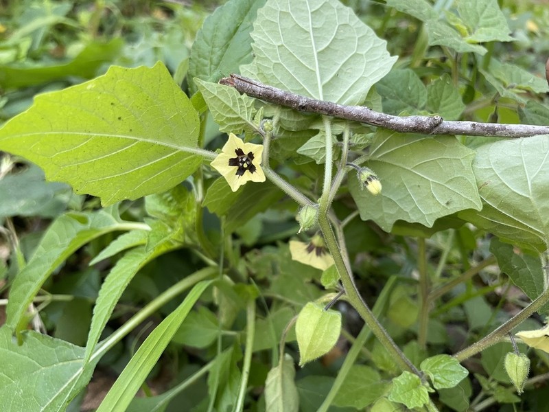 Thicket Groundcherry photo 5
