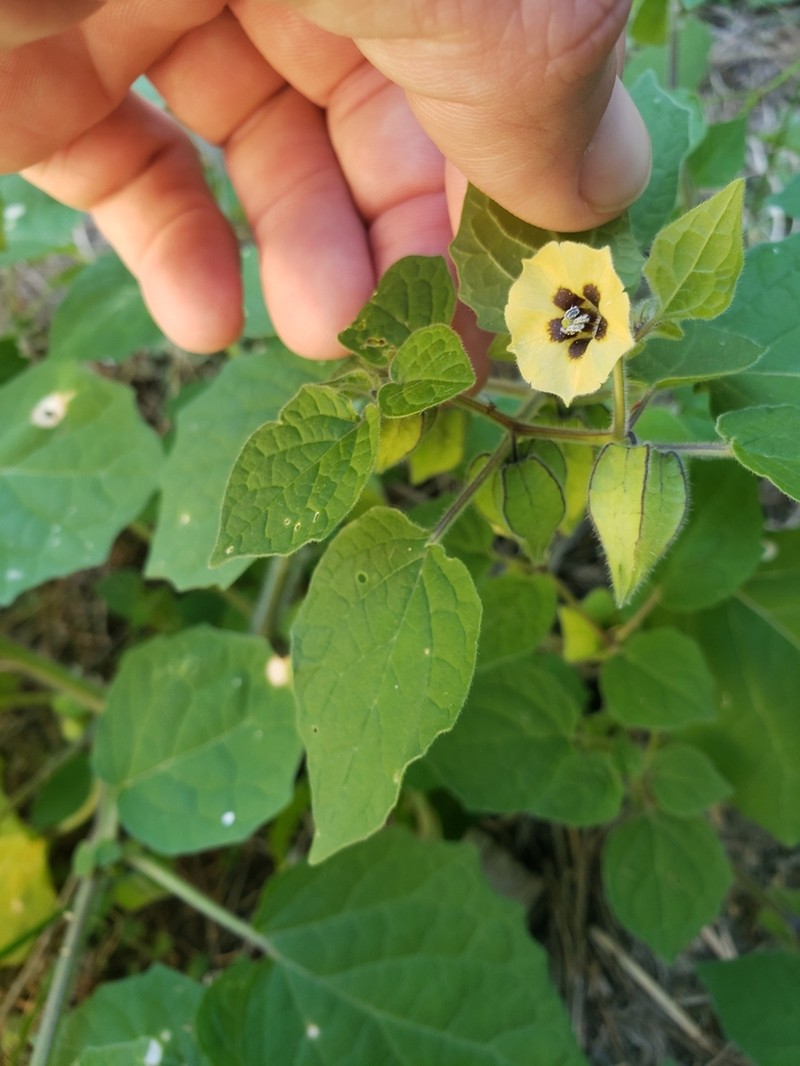 Thicket Groundcherry photo 8