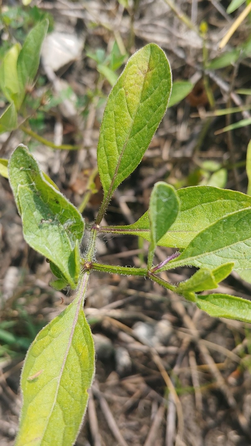 Dwarf Groundcherry