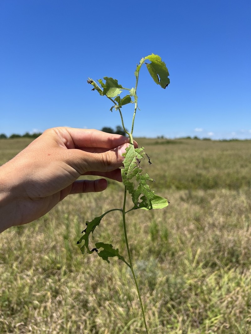 Dwarf Groundcherry photo 2