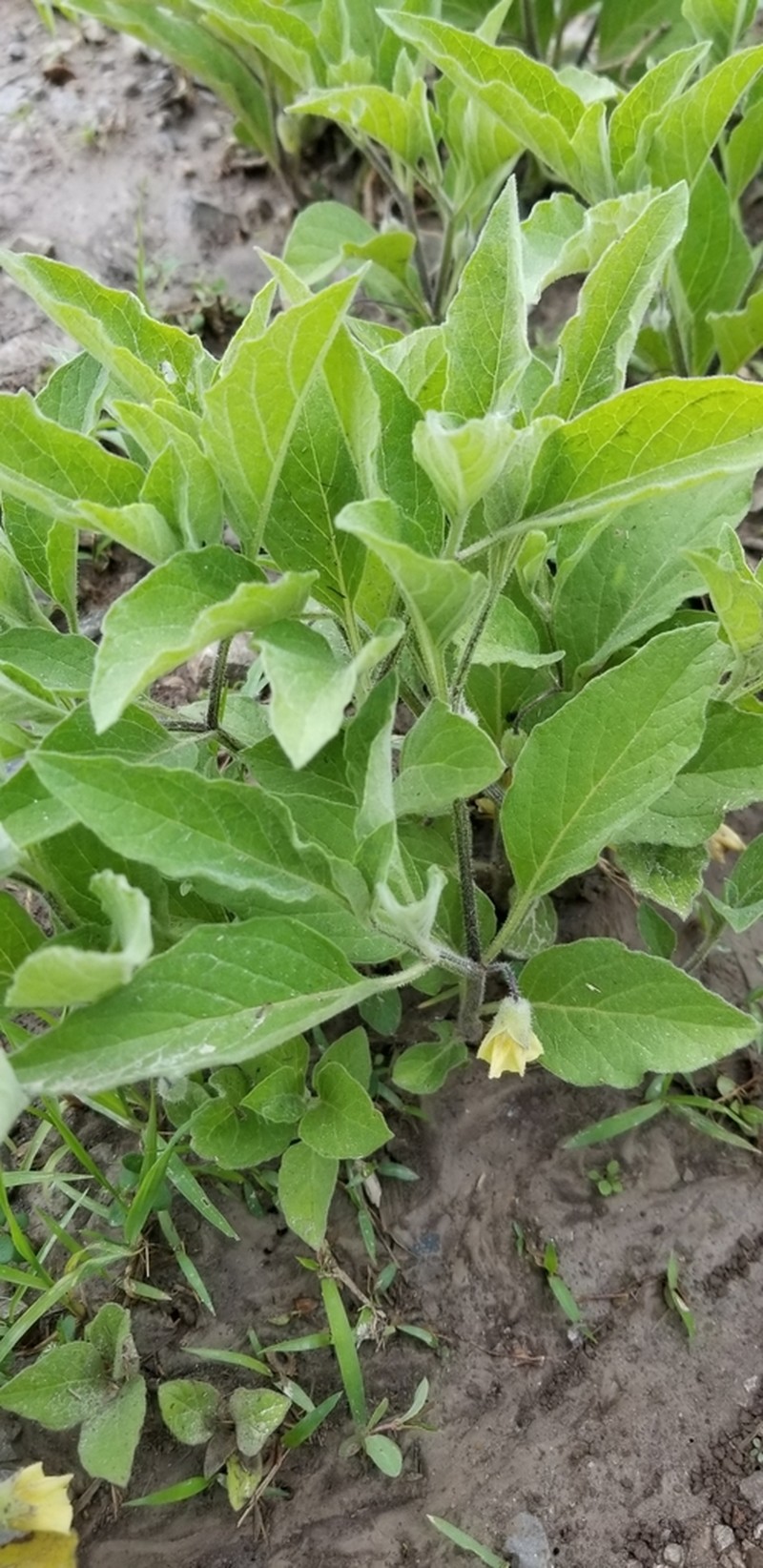 Dwarf Groundcherry photo 3