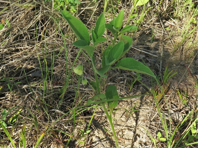 Dwarf Groundcherry photo 4