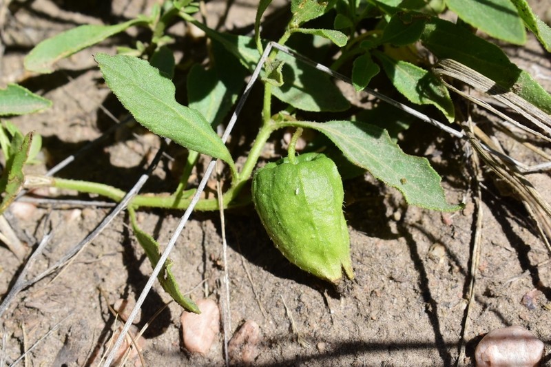 Dwarf Groundcherry photo 5