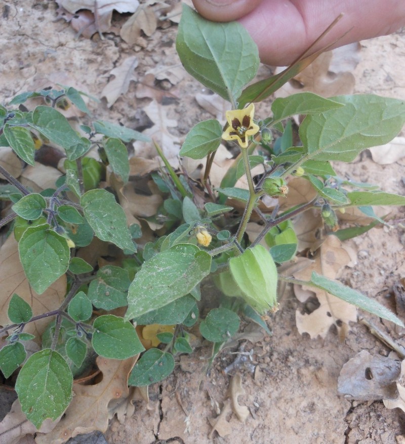 Dwarf Groundcherry photo 6