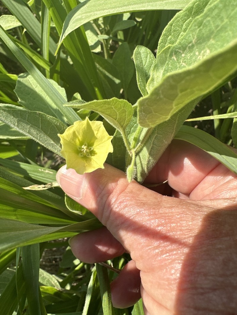 Dwarf Groundcherry photo 7