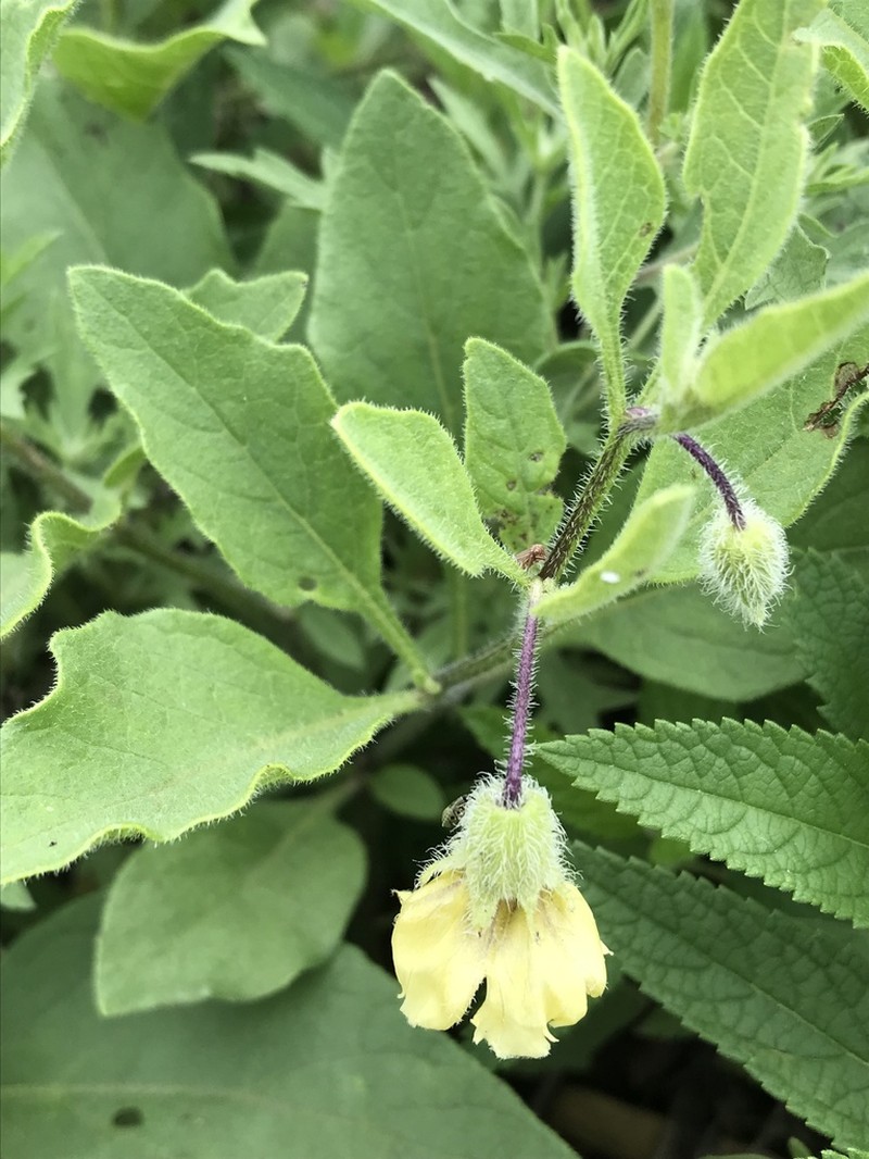 Dwarf Groundcherry photo 8