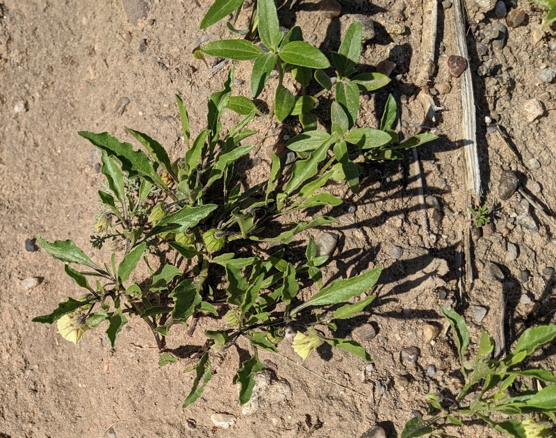 Prairie Groundcherry photo 2
