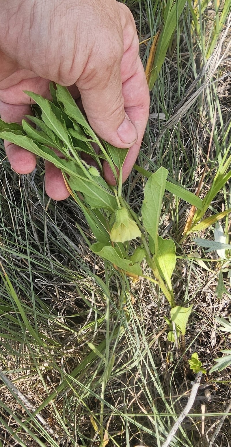 Prairie Groundcherry photo 3