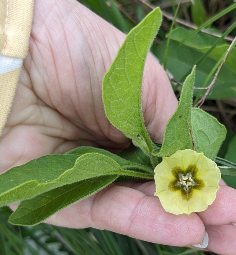 Prairie Groundcherry photo 4