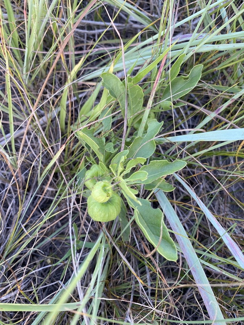 Prairie Groundcherry photo 6