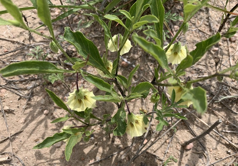 Prairie Groundcherry photo 7