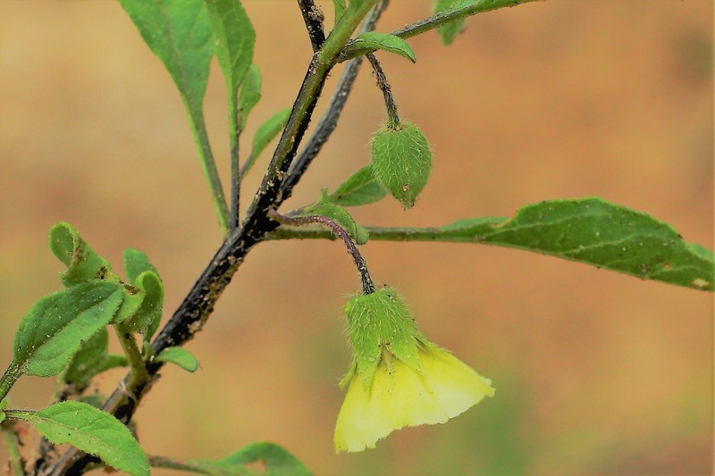 Prairie Groundcherry photo 8