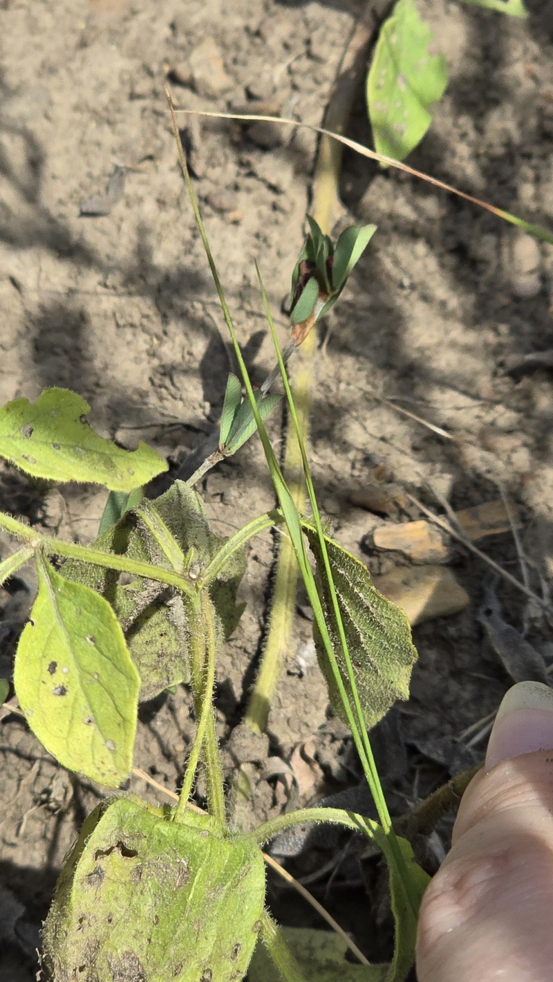 Physalis pumila var. pumila