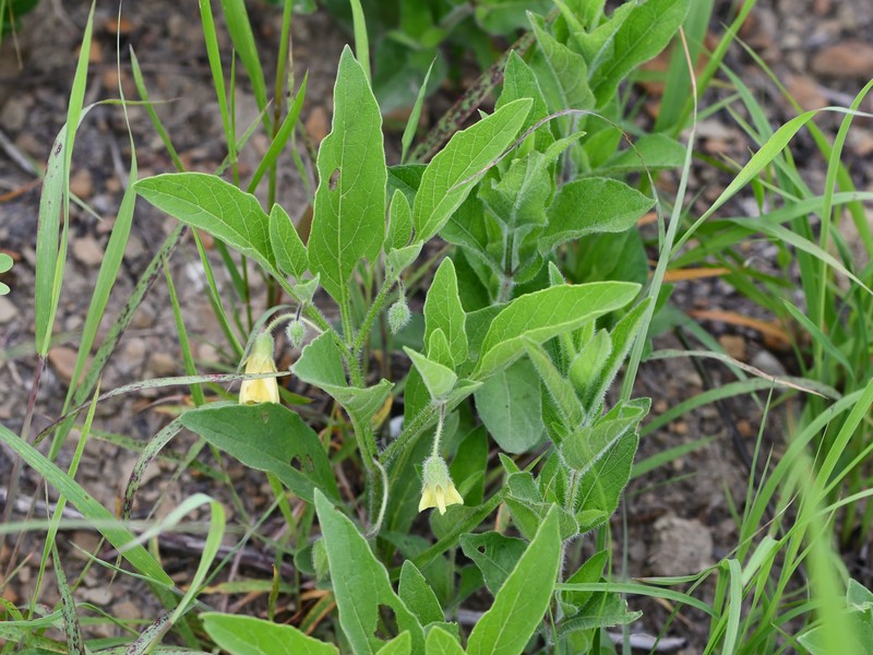 Physalis pumila var. pumila photo 2