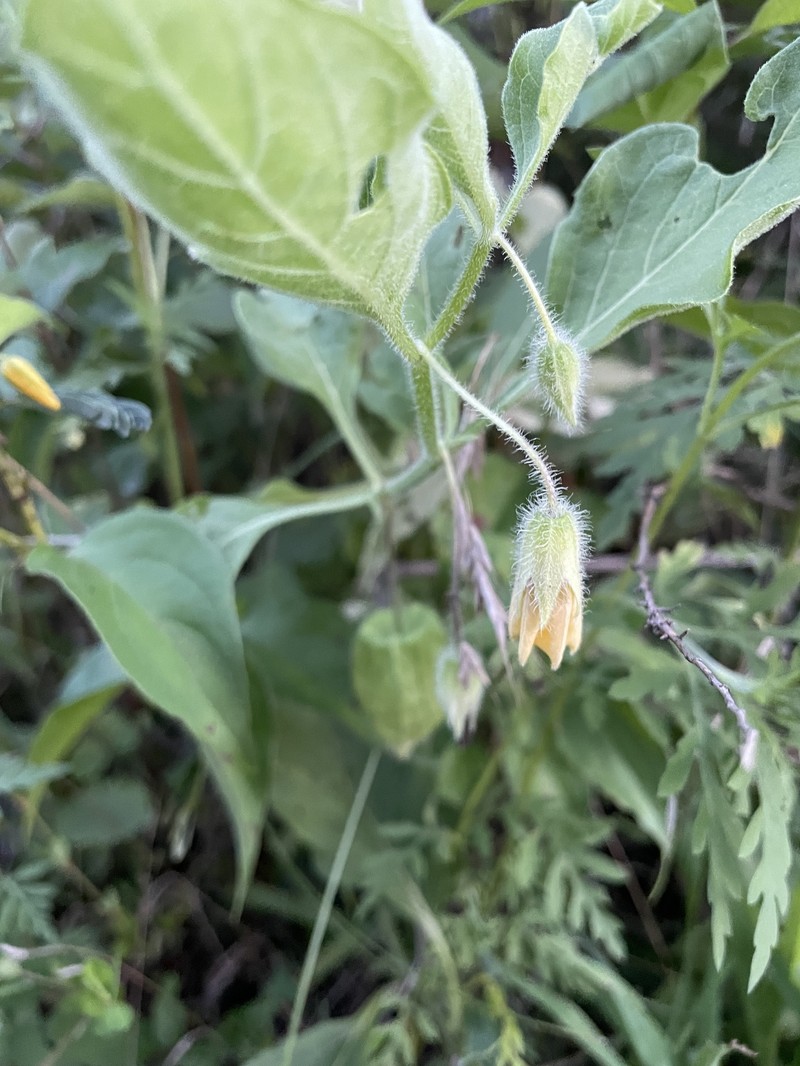 Physalis pumila var. pumila photo 4