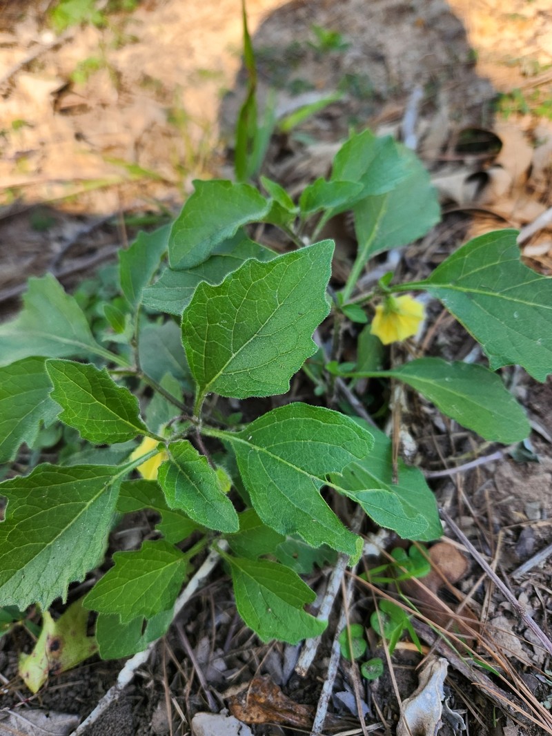 Physalis pumila var. pumila photo 5