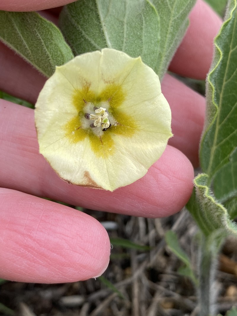 Physalis pumila var. pumila photo 6