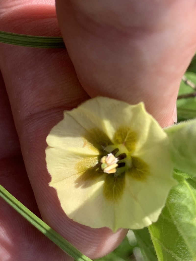 Physalis pumila var. pumila photo 7