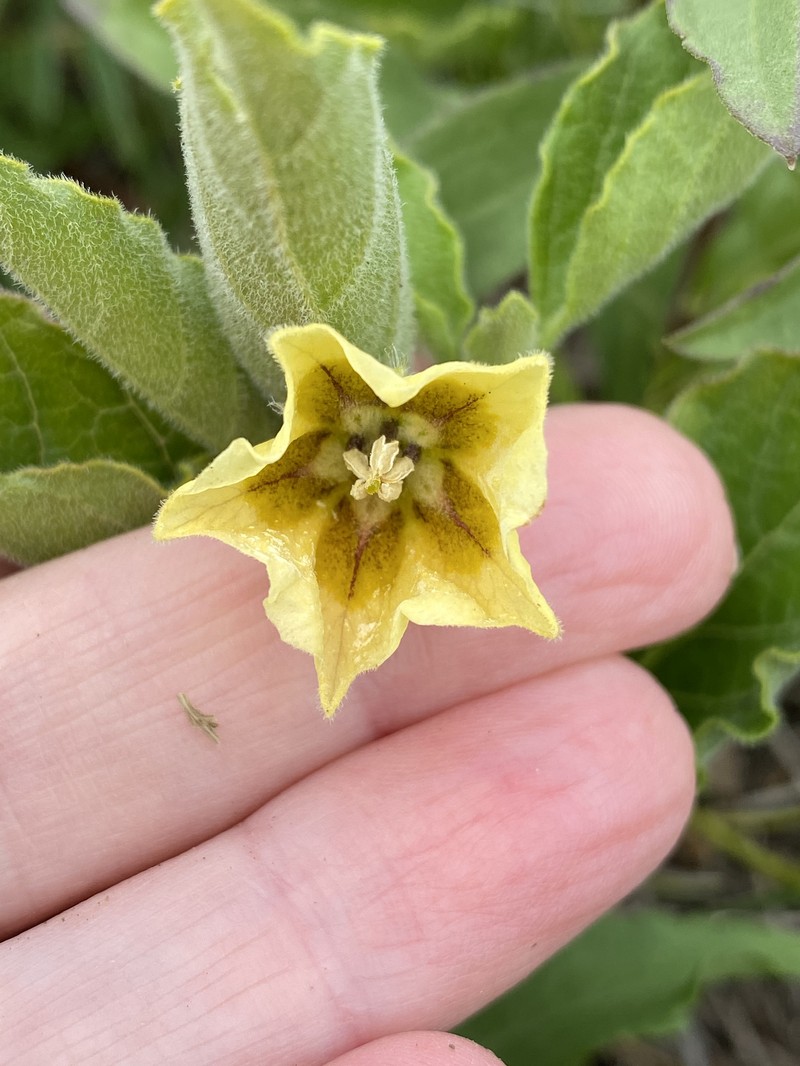 Physalis pumila var. pumila photo 8