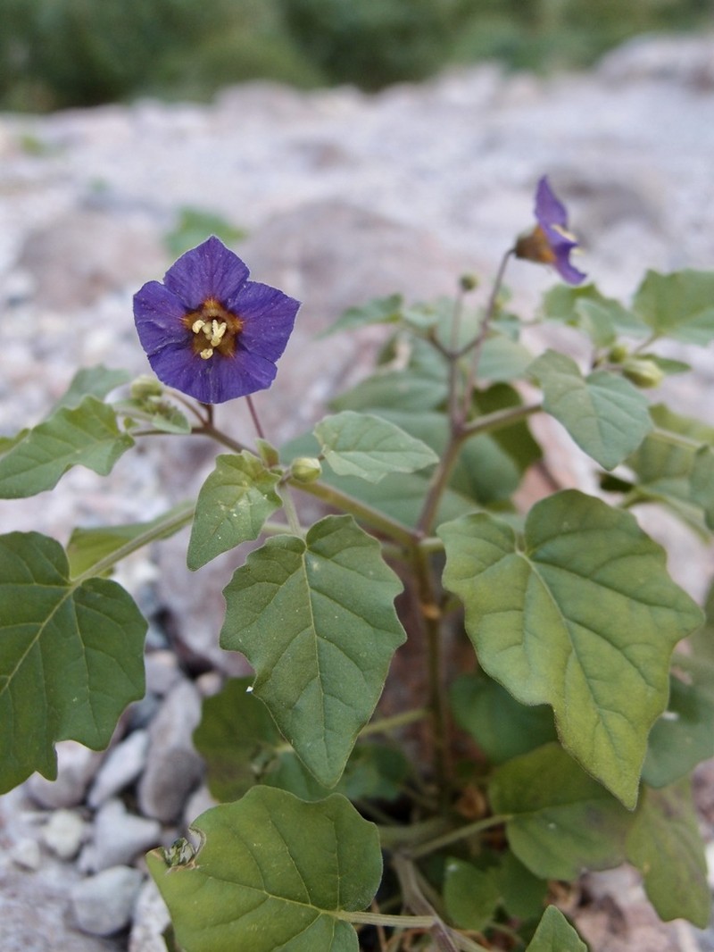 Physalis purpurea