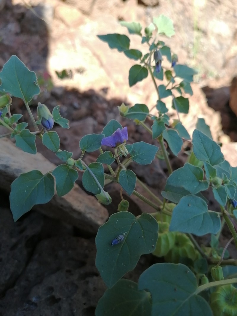 Physalis purpurea photo 2