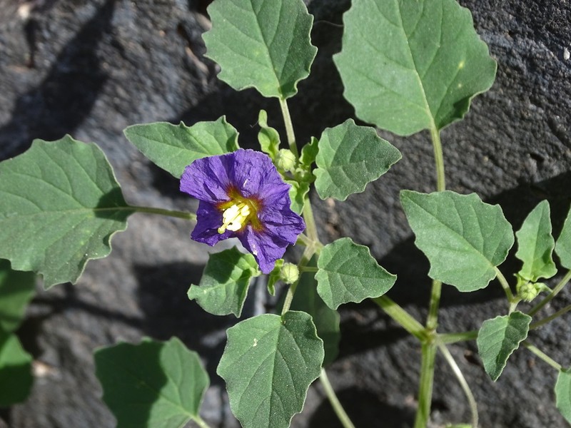 Physalis purpurea photo 3