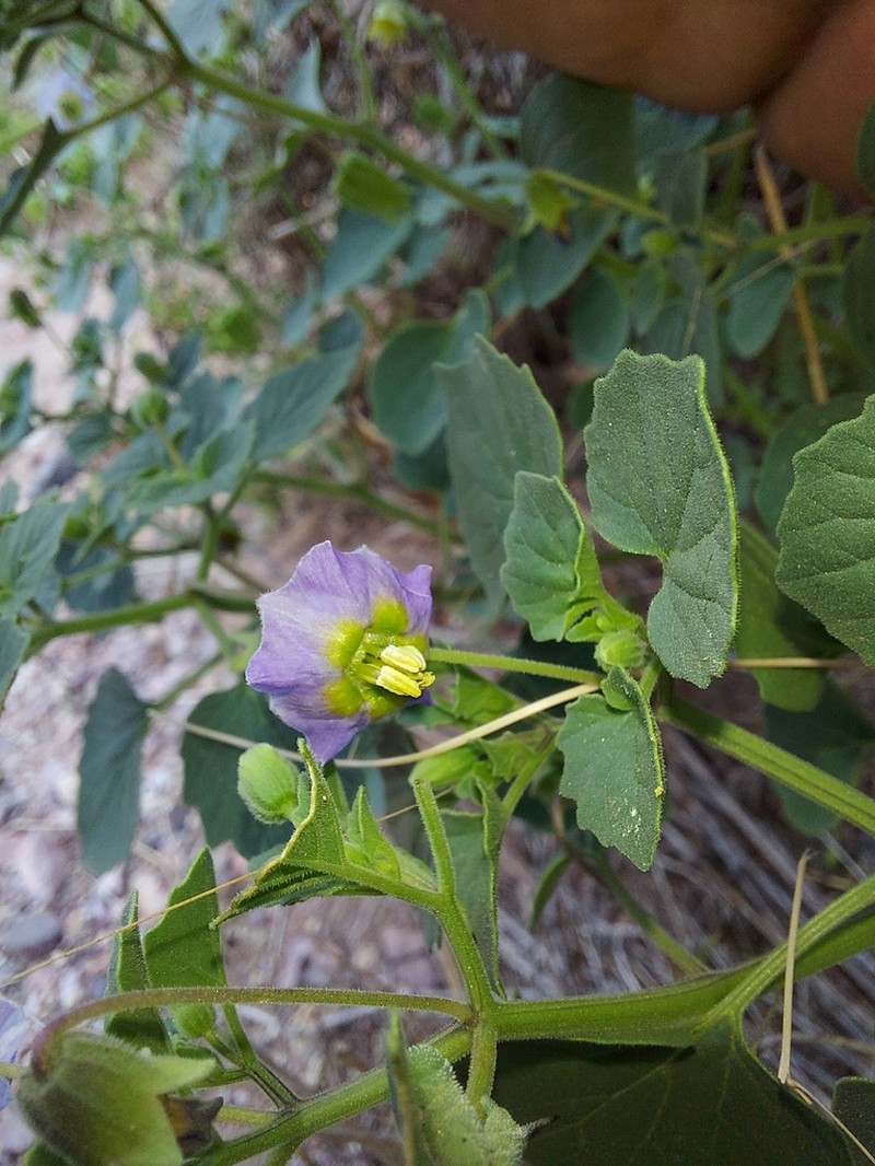 Physalis purpurea photo 4