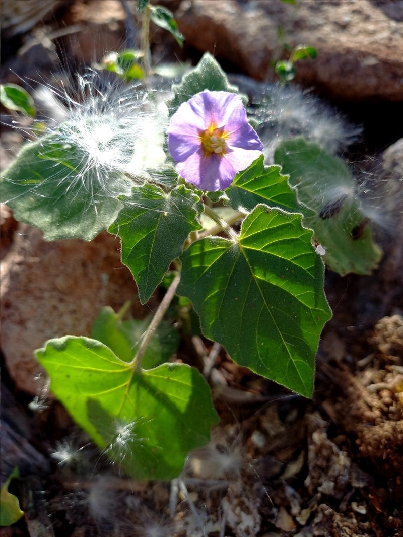 Physalis purpurea photo 6
