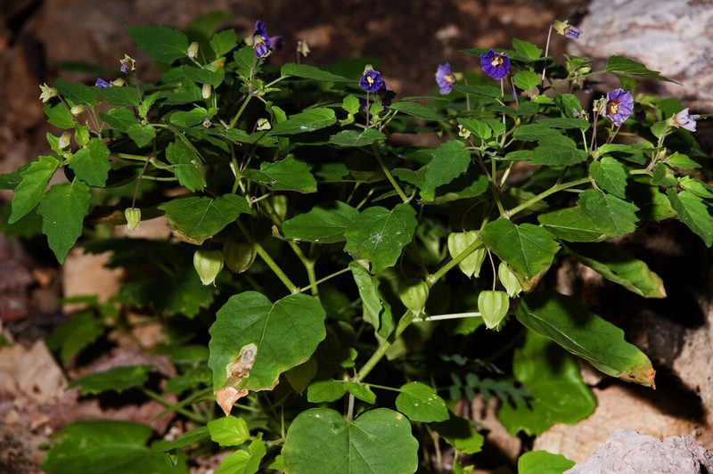 Physalis purpurea photo 7