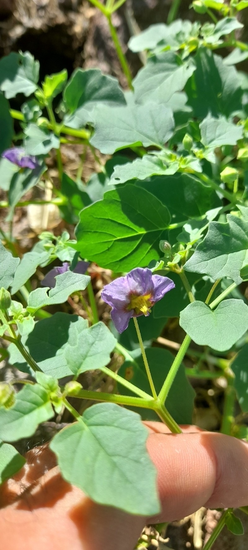 Physalis purpurea photo 8