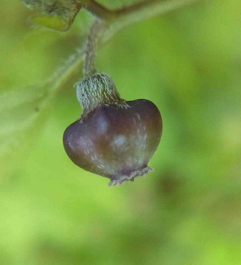 Netted Globecherry photo 8