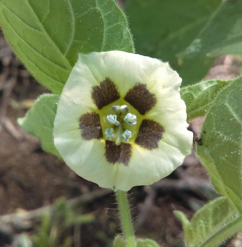 Physalis sordida