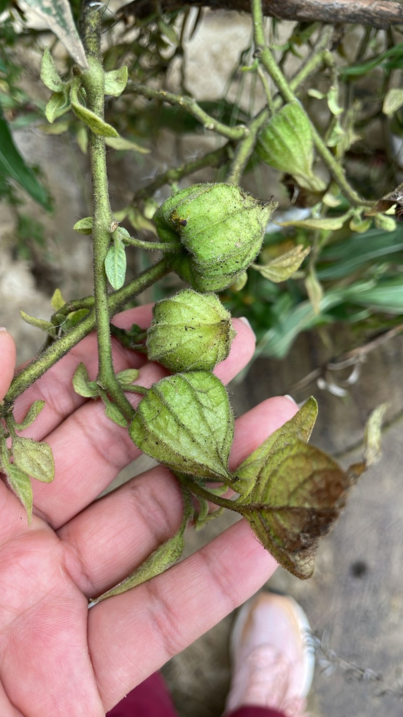 Physalis sordida photo 2