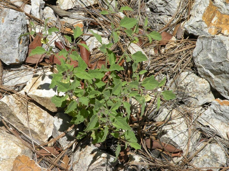 Physalis sordida photo 3