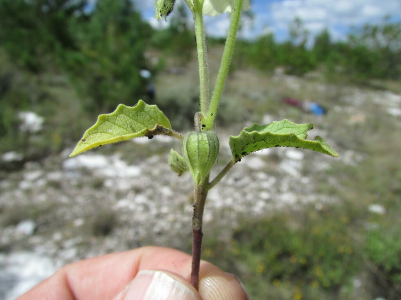 Physalis sordida photo 4