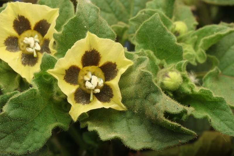 Physalis sordida photo 5