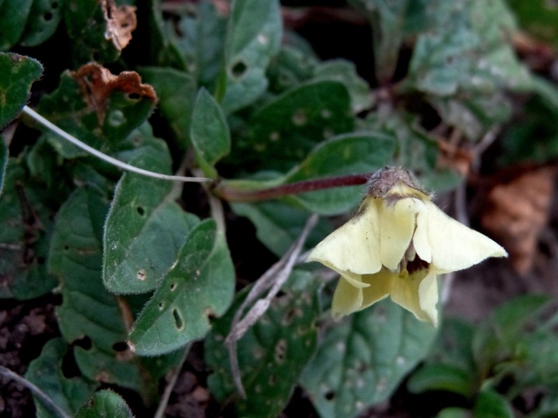 Physalis sordida photo 6