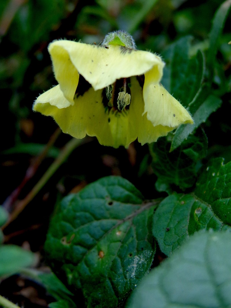 Physalis sordida photo 7