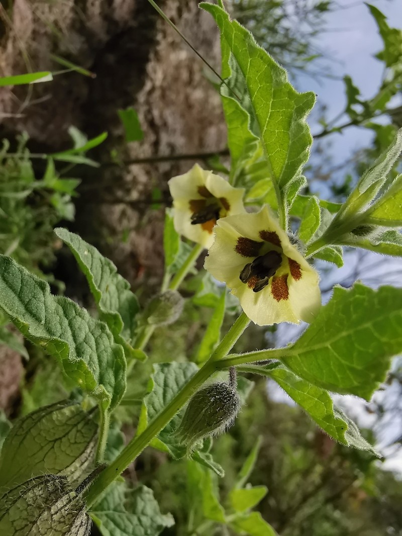 Physalis sordida photo 8