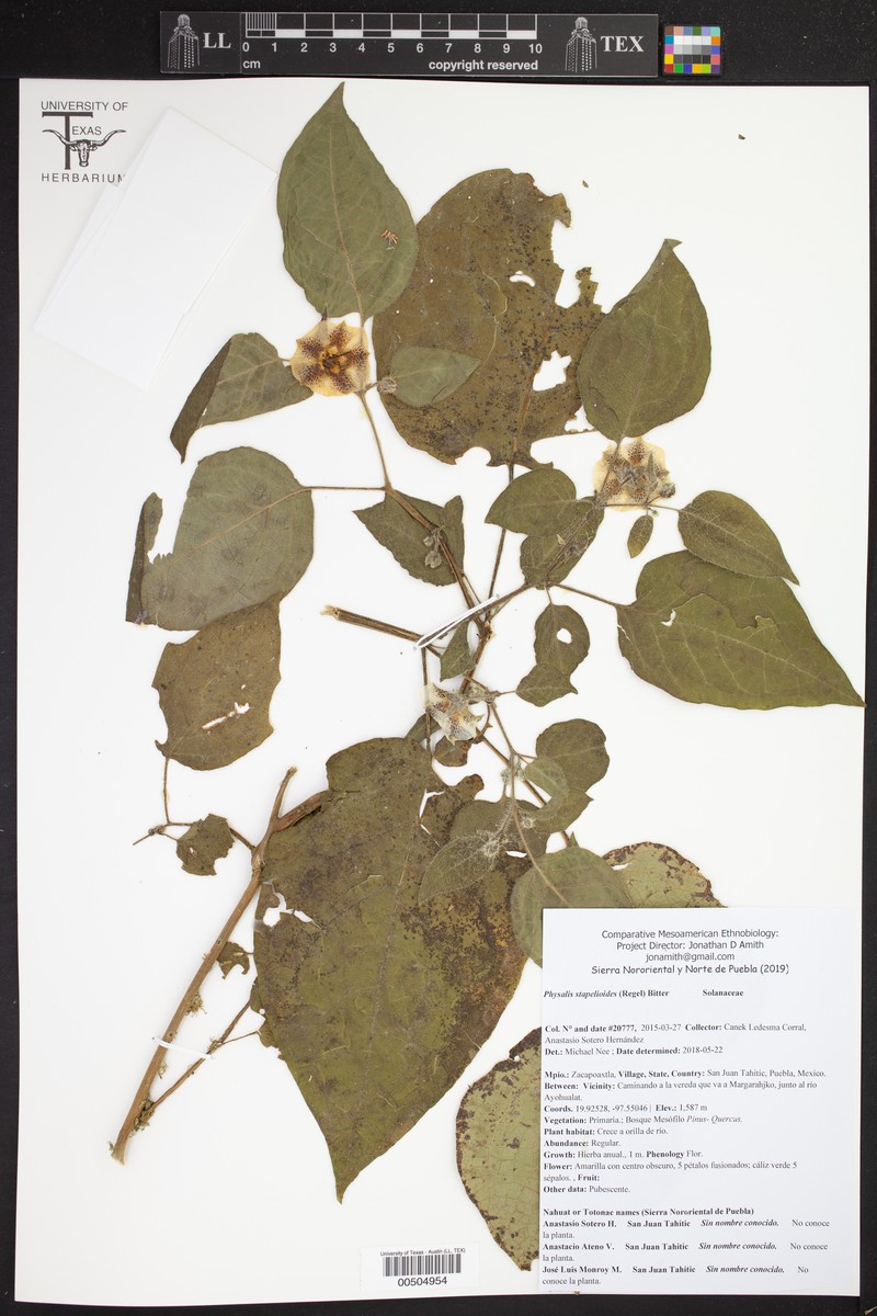 Physalis stapelioides