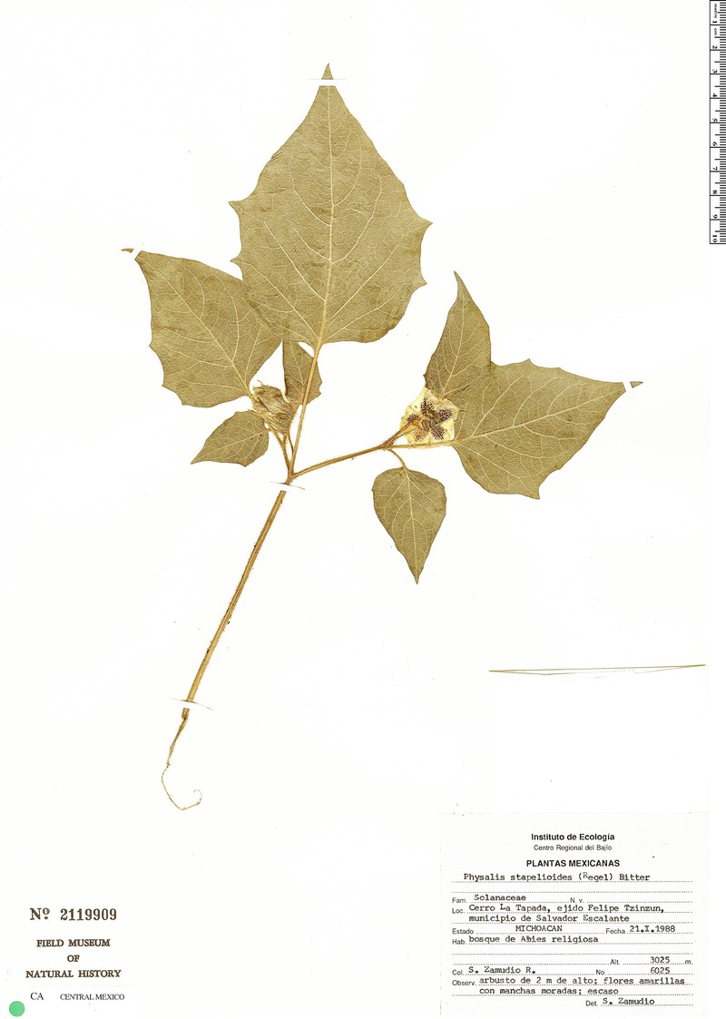Physalis stapelioides photo 2