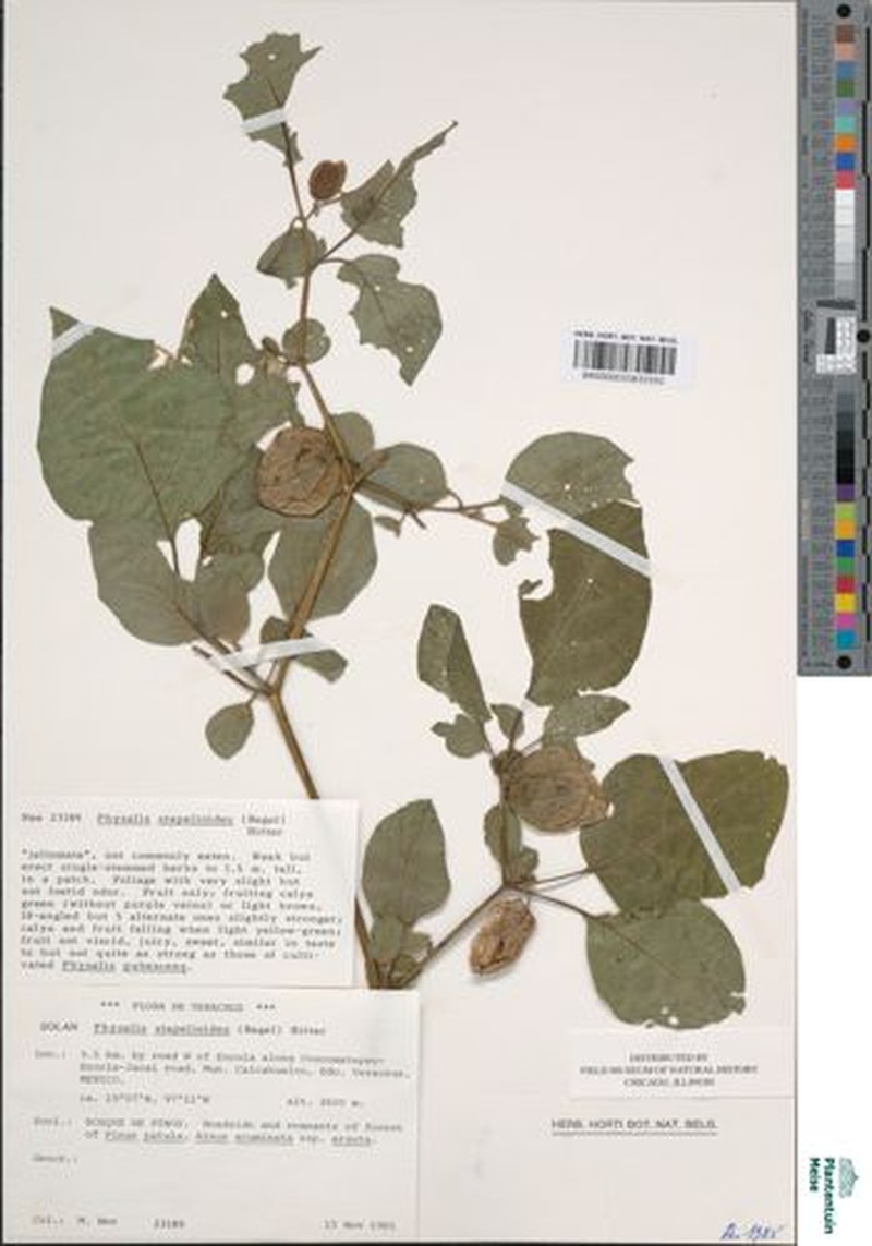 Physalis stapelioides photo 3