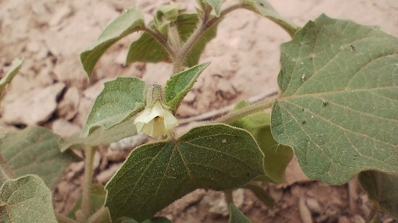 Physalis subilsiana