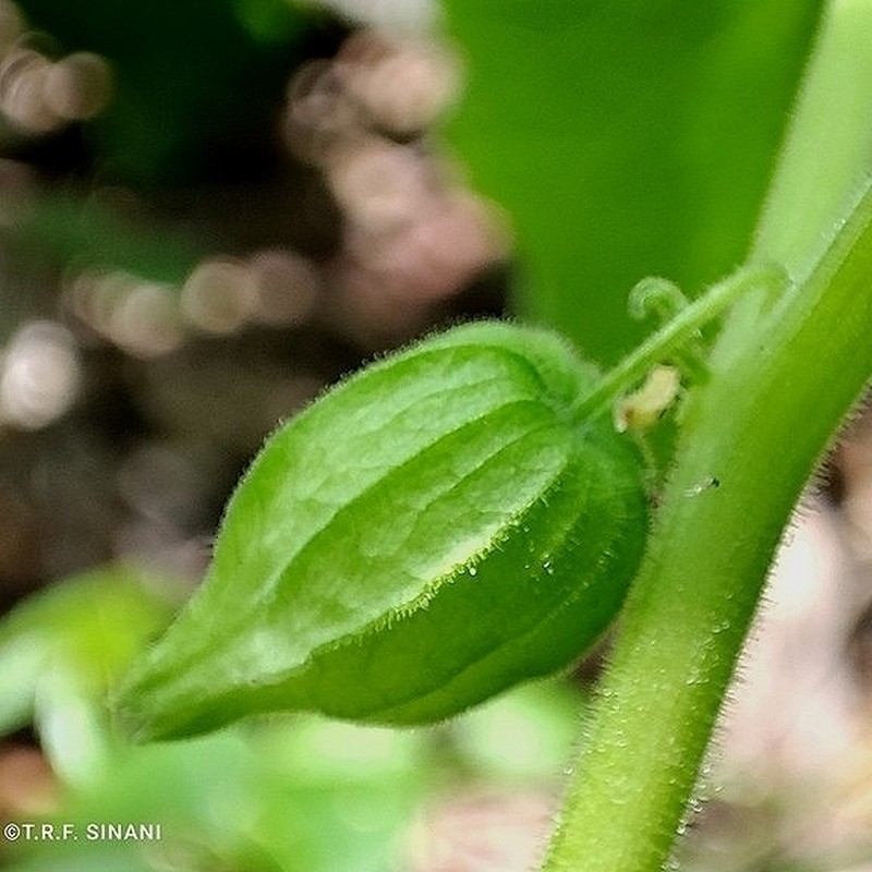 Physalis subilsiana photo 2