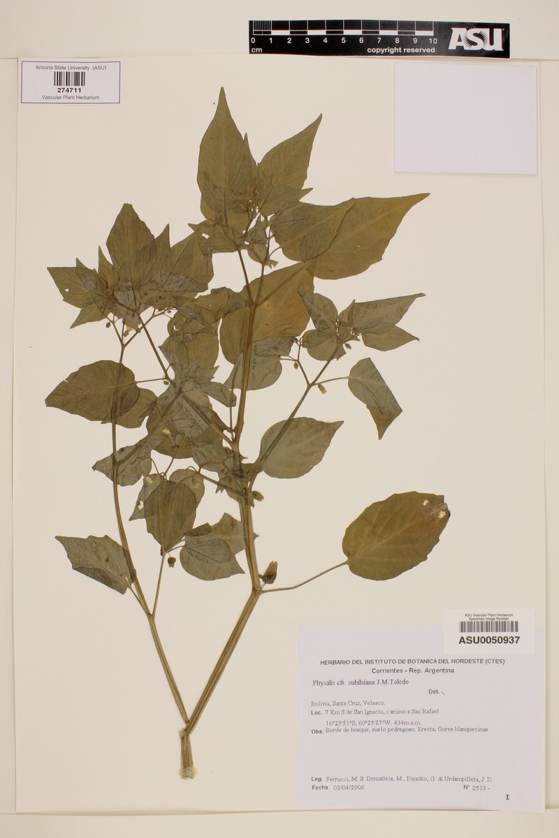 Physalis subilsiana photo 3