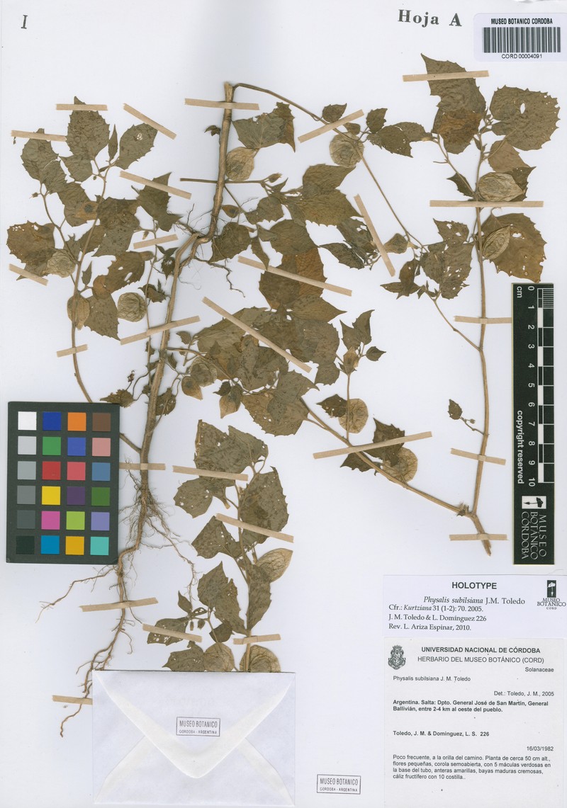 Physalis subilsiana photo 4
