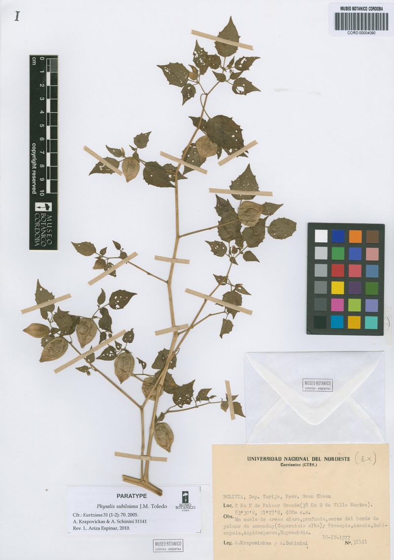 Physalis subilsiana photo 5