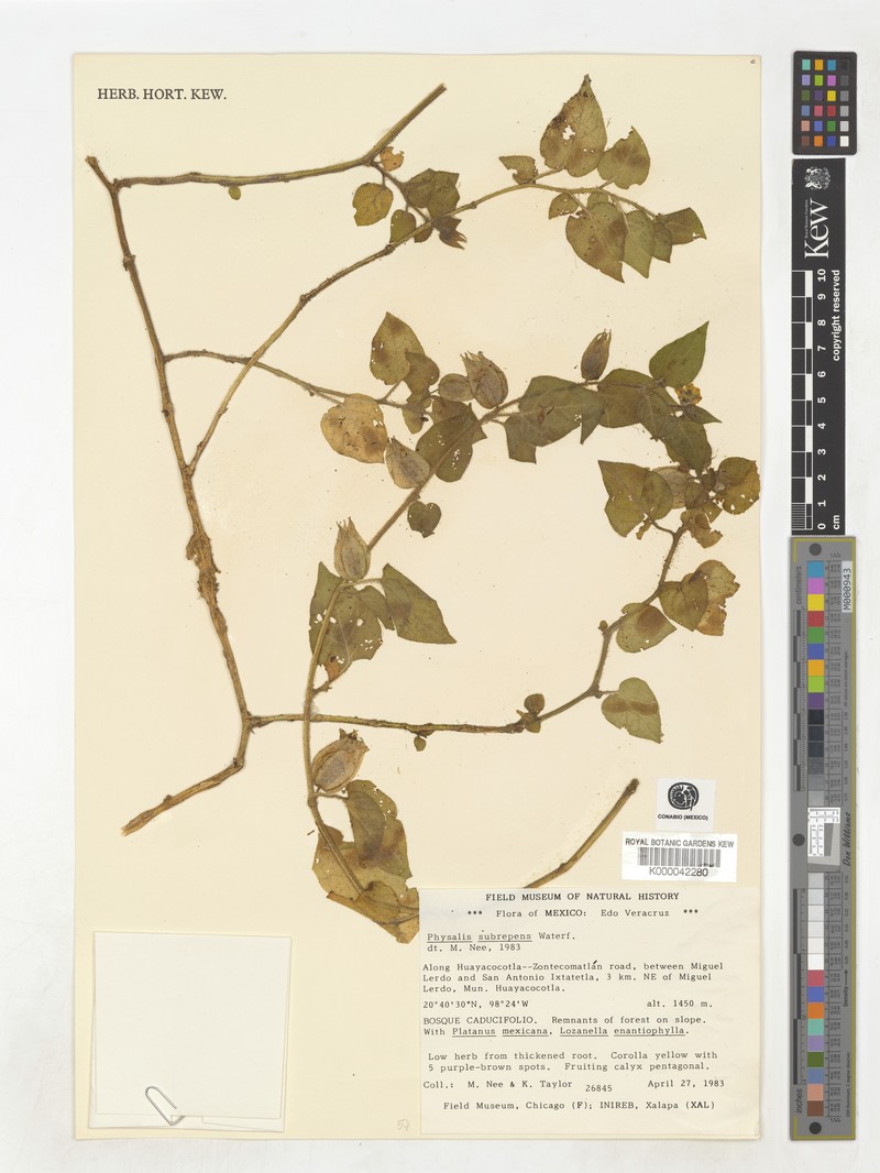 Physalis subrepens