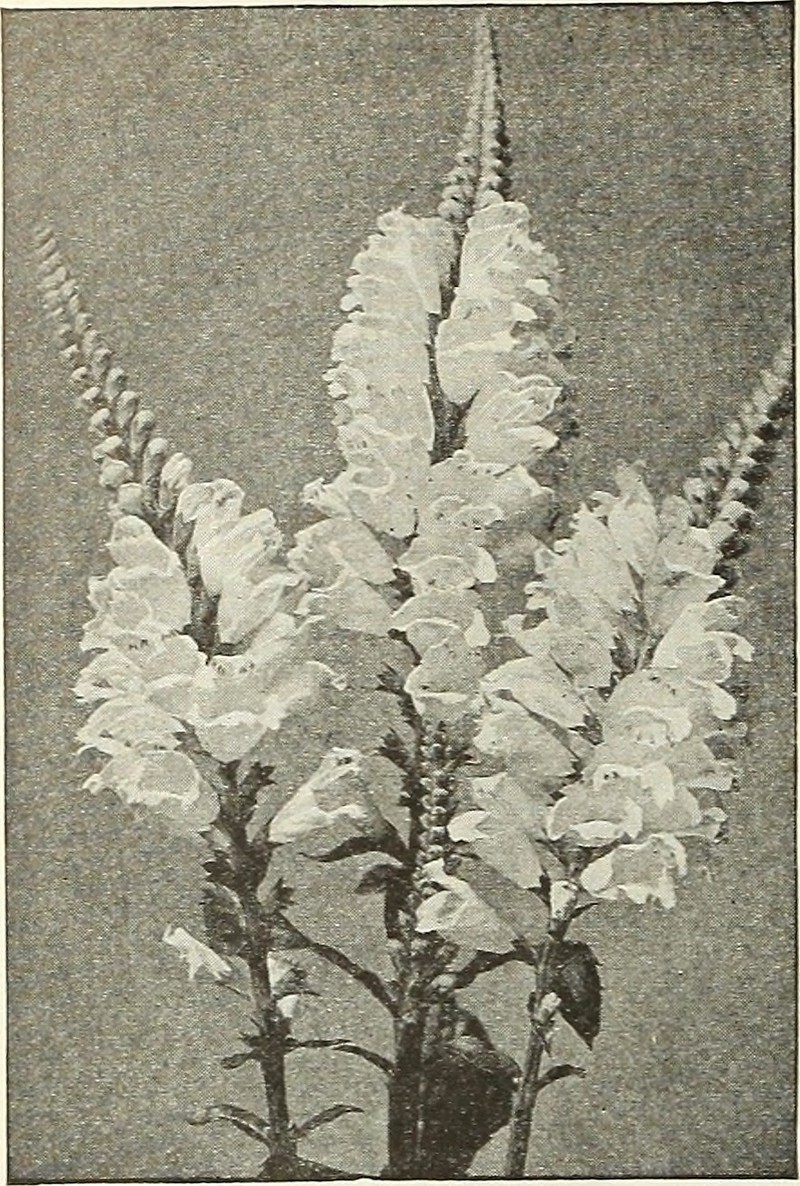 Chihuahuan Groundcherry